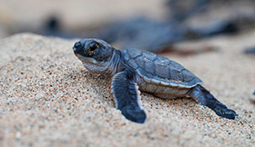 tortugas costa rica