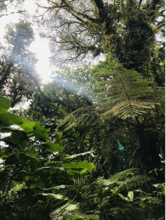 Gemeinsam für den Nebelwald Monteverde
