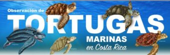 Meeresschildkröten aus Costa Rica in der ersten exklusiven Infografik des ICT