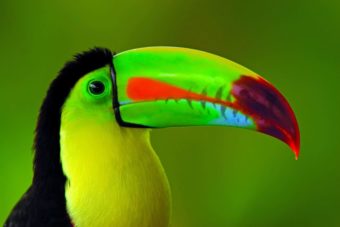 Concours Photos Facebook : Choisissez l’heureux gagnant d’un voyage au Costa Rica !