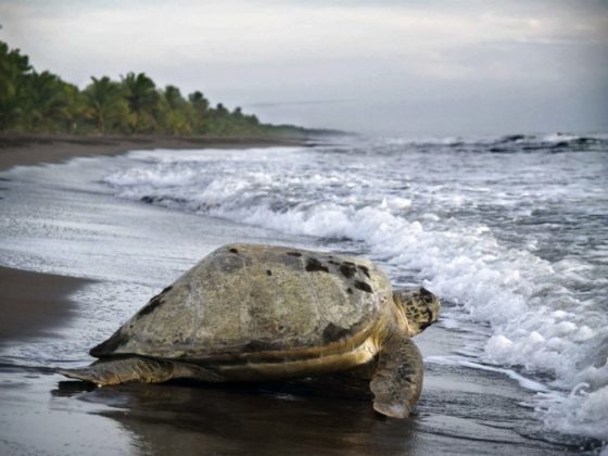 La saison de la ponte des tortues vertes est lancée