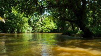 Un Mois, un Parc : le Parc National Barbilla