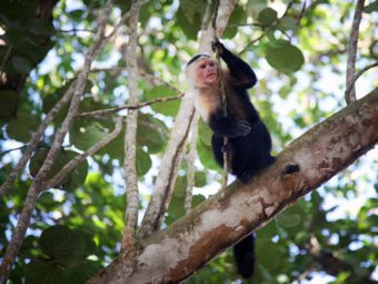 Un Mois, un Parc National : La Amistad