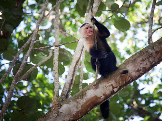 Un Mois, un Parc National : La Amistad