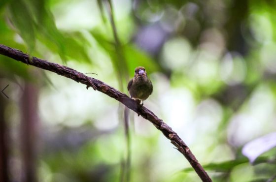 Le Parc National Piedras blancas – au sud du pays. Immanquable !