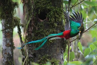 Un mois – un parc : Le Parc National Los Quetzales