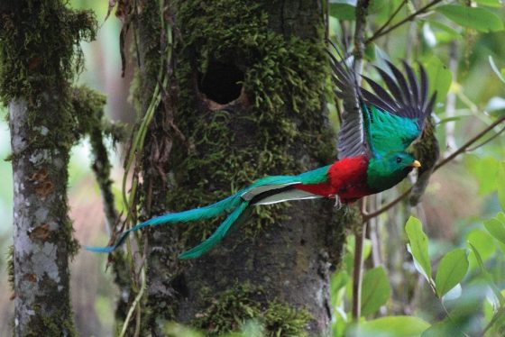 Un mois – un parc : Le Parc National Los Quetzales