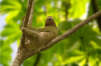 Le paresseux devient un symbole national au Costa Rica