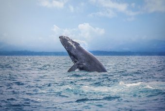 La saison d’observation des baleines au Costa Rica est là !