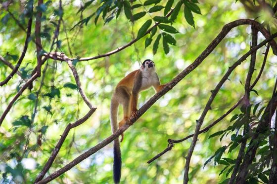 Les professionnels de l’énergie du Costa Rica s’unissent pour protéger la faune