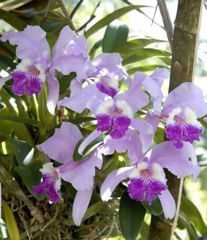 Le saviez-vous ? Monteverde est l’endroit au monde avec la plus riche diversité d’orchidées par m²