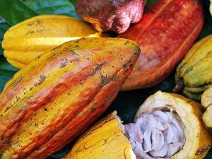 La fabrication traditionnelle de cacao à Cahuita