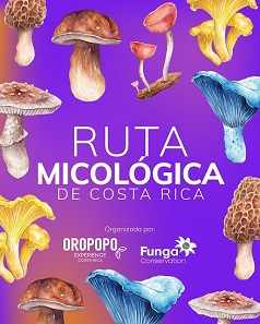 A la découverte des champignons au Costa Rica : la nouvelle attraction touristique de la destination