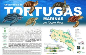 Les tortues de mer costariciennes mises à l’honneur dans la première brochure 100% conçue par l’ICT