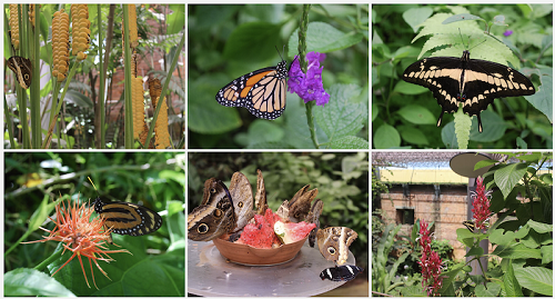 Le jardin des papillons du musée national du Costa Rica