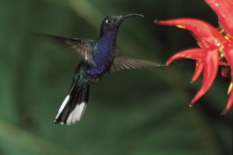 Costa Rica: een paradijs voor (beginnende) vogelaars