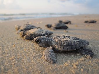 Broedseizoen voor schildpadden – de regels en etiquette