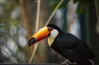 Toelatingseisen Costa Rica en verplichte verzekering