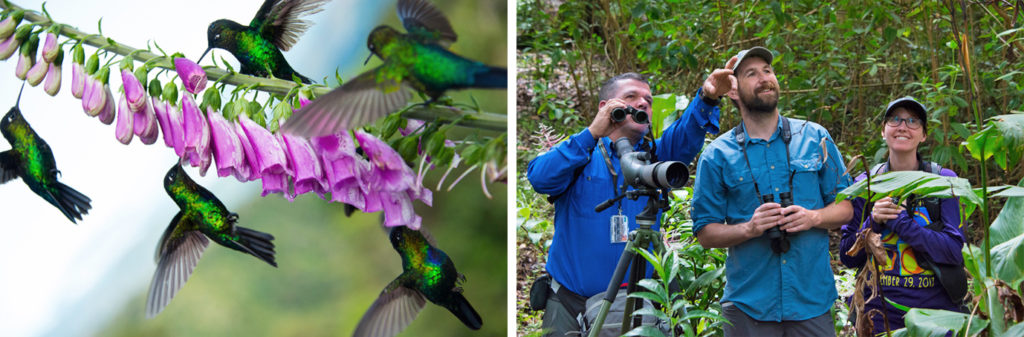 Observación de colibríes