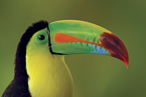 tucan_costa-rica