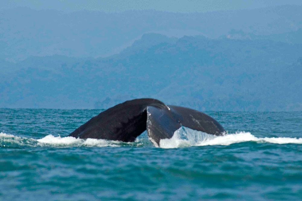 ballena-jorobada-parque-nacional-marino-ballena-costa-rica