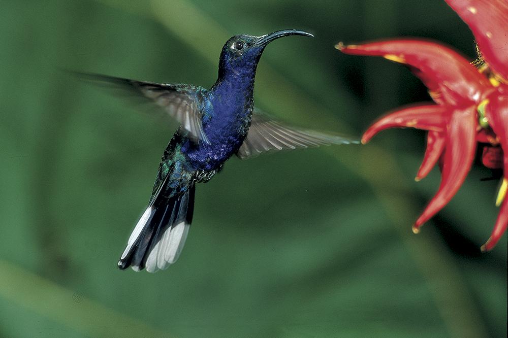 colibri-sable-violaceo-parque-amistad-costa-rica