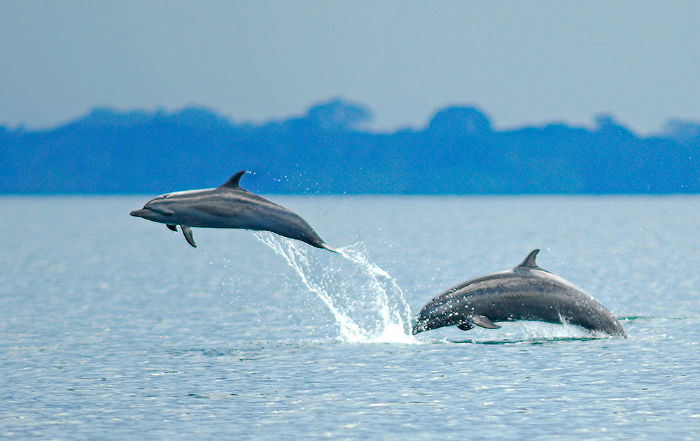 delfines-golfo-dulce-costa-rica