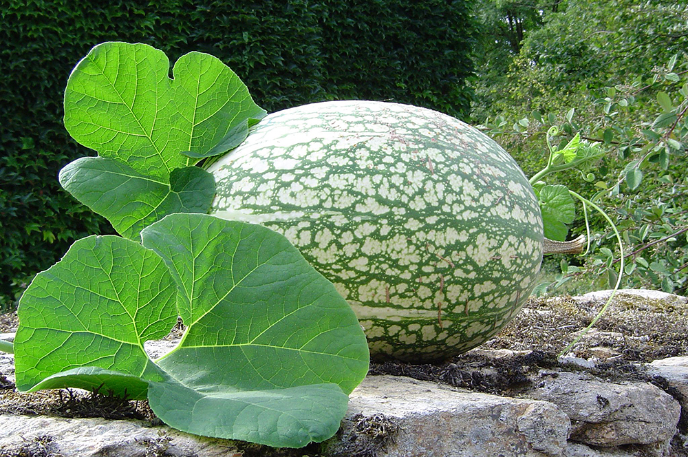 cucurbita_ficifolia