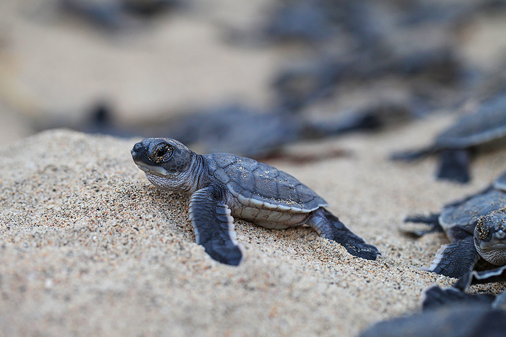 tortuga-baby-costa-rica-1