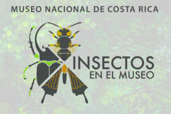 El Museo Nacional de Costa Rica exhibe los mejores ejemplares de su colección entomológica