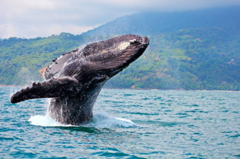 Costa Rica celebra la IX Edición del Festival de Ballenas y Delfines