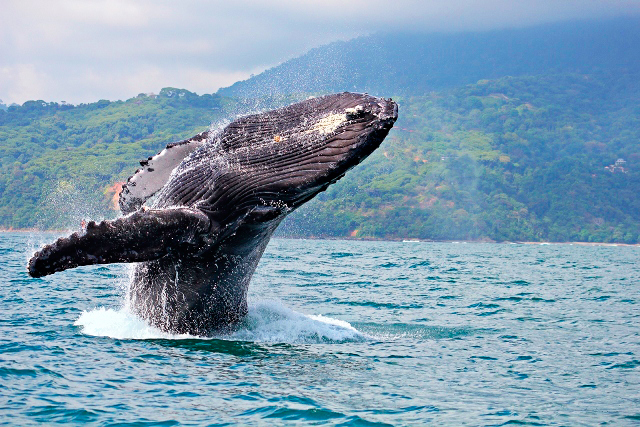 tour de avistamiento de ballenas costa rica
