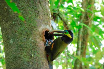 Científicos logran documentar por primera vez un nido del tímido tucán orejiamarillo