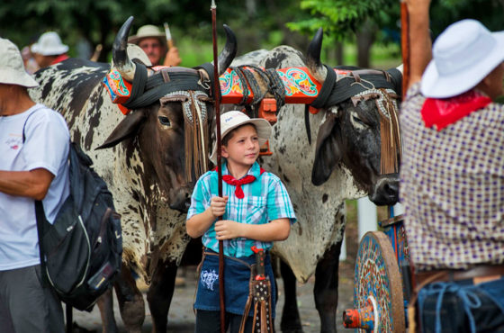 XXI Entrada de Santos y Desfile de Boyeros en San José. Manteniendo viva la tradición