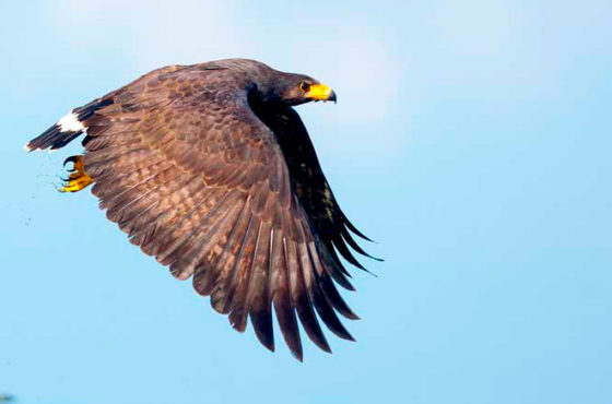 Costa Rica, paraíso de la ornitología, presenta la «Ruta de las Aves»