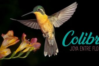 Colibrí, joya entre flores