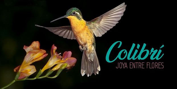 Colibrí, joya entre flores