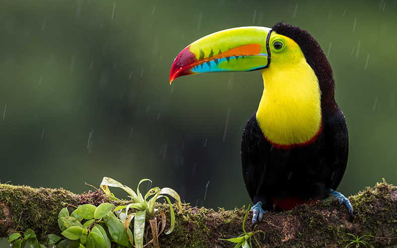 tucan travel costa rica