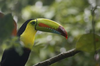 Pasatiempos ticos para los peques de la casa