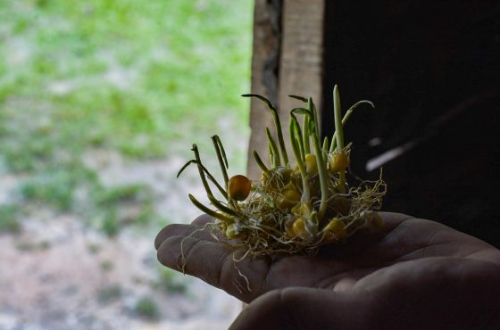 Conectándonos con la tierra para cultivar esperanza en medio del COVID-19