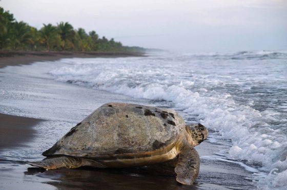 Las conexiones con Costa Rica se reactivan a tiempo para ver dos espectáculos naturales