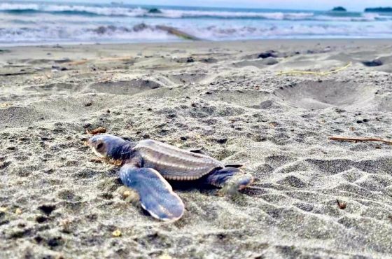 Más de 70 mil tortugas marinas  han sido liberadas en Moín