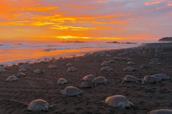 Miles de tortugas arriban a las playas de Ostional