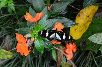 National Geographic coloca a Costa Rica como el mejor destino de turismo sostenible