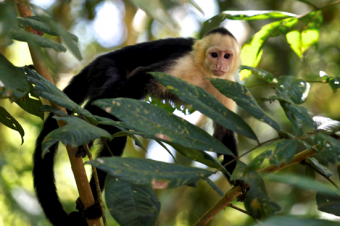 Sector eléctrico costarricense se une para proteger la fauna silvestre