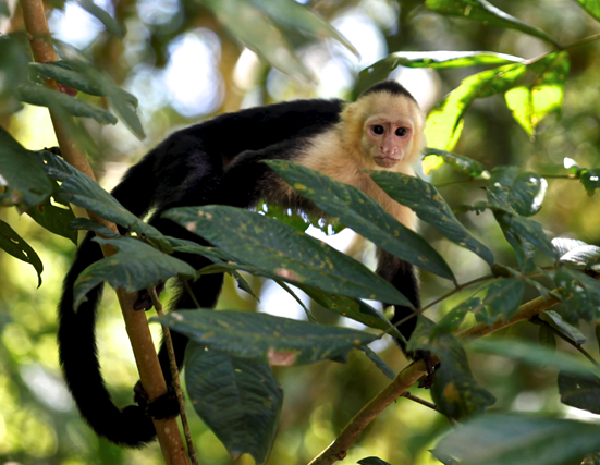 Sector eléctrico costarricense se une para proteger la fauna silvestre