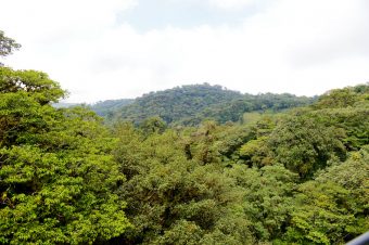 ¿Sabías que Monteverde es el lugar en el mundo donde hay más diversidad de orquídeas por metro cuadrado?