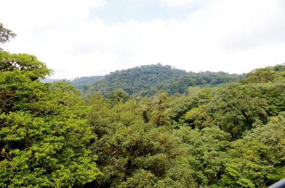 ¿Sabías que Monteverde es el lugar en el mundo donde hay más diversidad de orquídeas por metro cuadrado?
