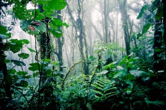 Los plásticos desechables están prohibidos en áreas silvestres protegidas de Costa Rica