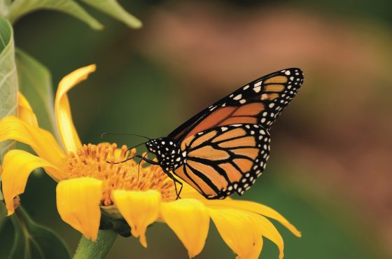 La donación de un millón de dólares permitirá a Costa Rica fortalecer el inventario de su biodiversidad